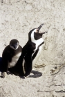 Picture of african penguin, spheniscus demersus, with chick at boulders beach, s. africa