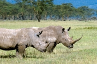 Picture of african white rhino in kenya