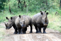 Picture of African white Rhino