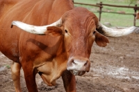 Picture of Afrikaner cattle portrait