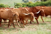 Picture of Afrikaner cattle walking in field