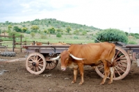 Picture of Afrikaner cattle