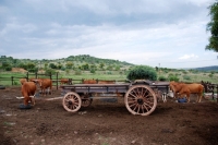 Picture of Afrikaner cattle