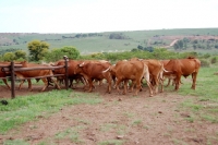 Picture of Afrikaner cattle