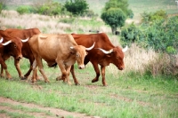 Picture of Afrikaner cattle