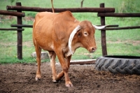 Picture of Afrikaner cattle