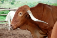 Picture of Afrikaner cattle