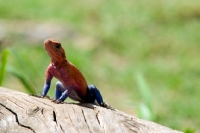 Picture of agama lizard in the masai mara