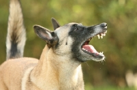 Picture of Aggressive Malinois