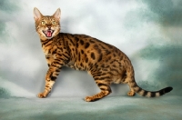 Picture of agitated brown spotted bengal