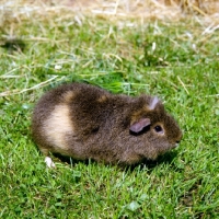 Picture of agouti  rex guinea pig on grass
