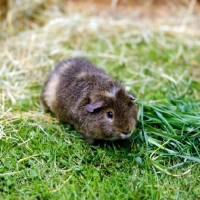 Picture of agouti coloured rex guinea pig