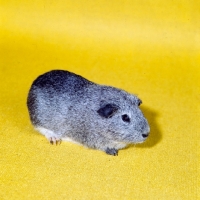 Picture of agouti guinea pig