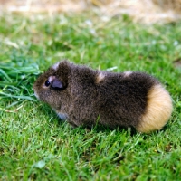 Picture of agouti rex guinea pig