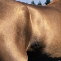 Picture of ahimale, close-up of akhal teke coat