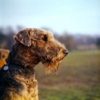 Picture of airedale in pet trim, head study