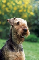 Picture of Airedale portrait, blurred background