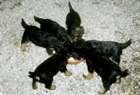 Picture of airedale puppies eating from a dish