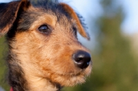 Picture of Airedale puppy head shot