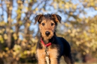 Picture of Airedale puppy looking at camera