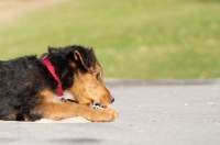 Picture of Airedale puppy lying down