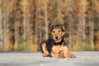 Picture of Airedale puppy lying down