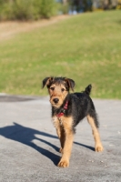 Picture of Airedale puppy on road