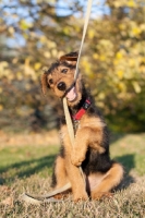 Picture of Airedale puppy playing with lead