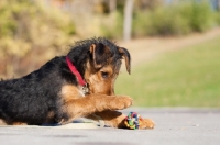 Picture of Airedale puppy playing with toy