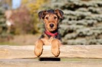 Picture of Airedale puppy resting on fence