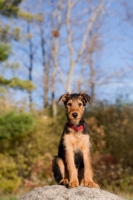 Picture of Airedale puppy sitting on rock, front view