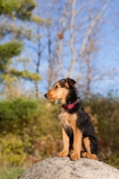 Picture of Airedale puppy sitting on rock