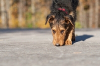 Picture of Airedale puppy smelling road