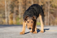 Picture of Airedale puppy