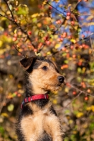 Picture of Airedale puppy