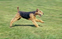 Picture of airedale running on grass, sophie