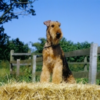 Picture of airedale standing up on straw in the country, ch jokyl gallipants (soldier)