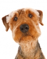 Picture of Airedale Terrier begging