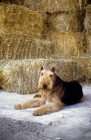 Picture of airedale terrier, ch jokyl gallipants, lying by straw stack