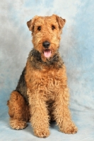 Picture of Airedale terrier in studio