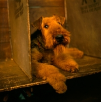 Picture of Airedale Terrier laying in wooden box crate