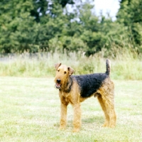 Picture of airedale terrier looking friendly