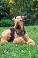 Picture of Airedale Terrier lying down on grass