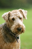 Picture of Airedale terrier portrait