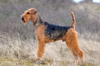 Picture of Airedale Terrier posed