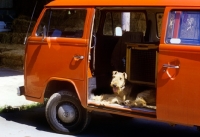 Picture of airedale terrier sitting in the door of a van fitted with crates