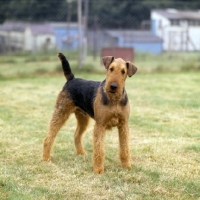 Picture of airedale terrier with head on one side