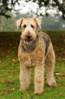 Picture of Airedale terriers in autumn