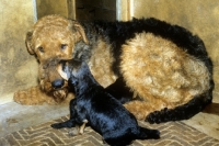 Picture of airedale with new born puppies