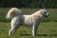 Picture of Akbash dog full body from the side